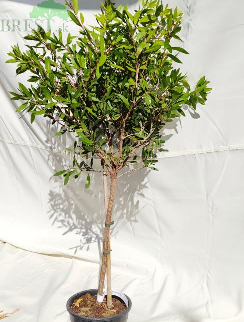 Callistemon Laevis 30cm kmeň